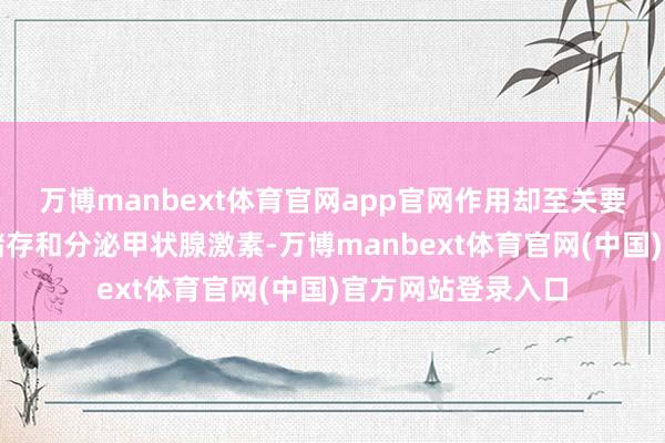万博manbext体育官网app官网作用却至关要紧：它能合成、储存和分泌甲状腺激素-万博manbext体育官网(中国)官方网站登录入口